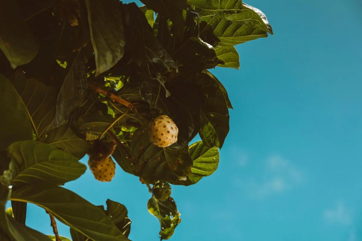 Noni fruit ripening on the tree, a traditional Hawaiian medicinal plant used in naturopathic herbal remedies